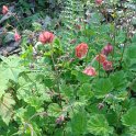 Geum japonicum